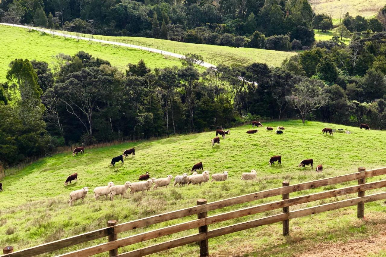 Kauri Glen Bnb Te Arai Екстериор снимка
